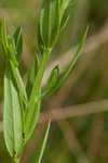 Wing-angle loosestrife